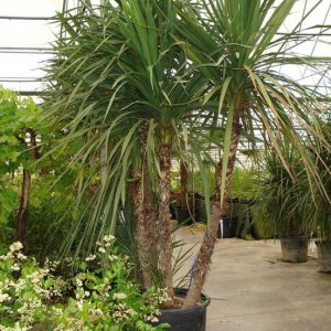 Kordylína austrálska (Cordyline Australis) - výška 100-125 cm, kont. C18L (-12°C)